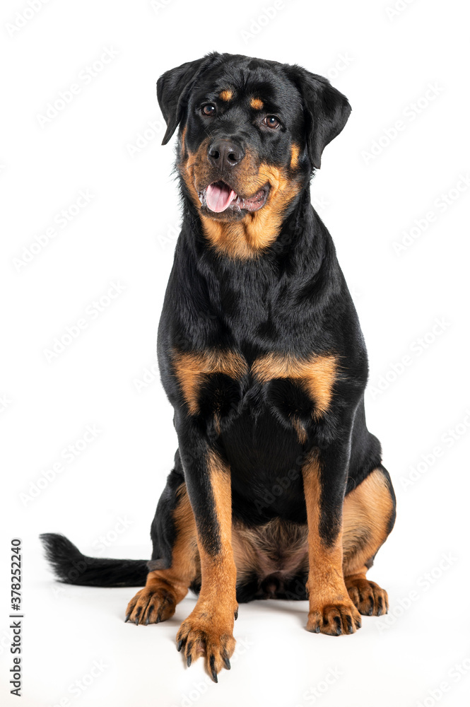black dog rottweiler sitting on white background
