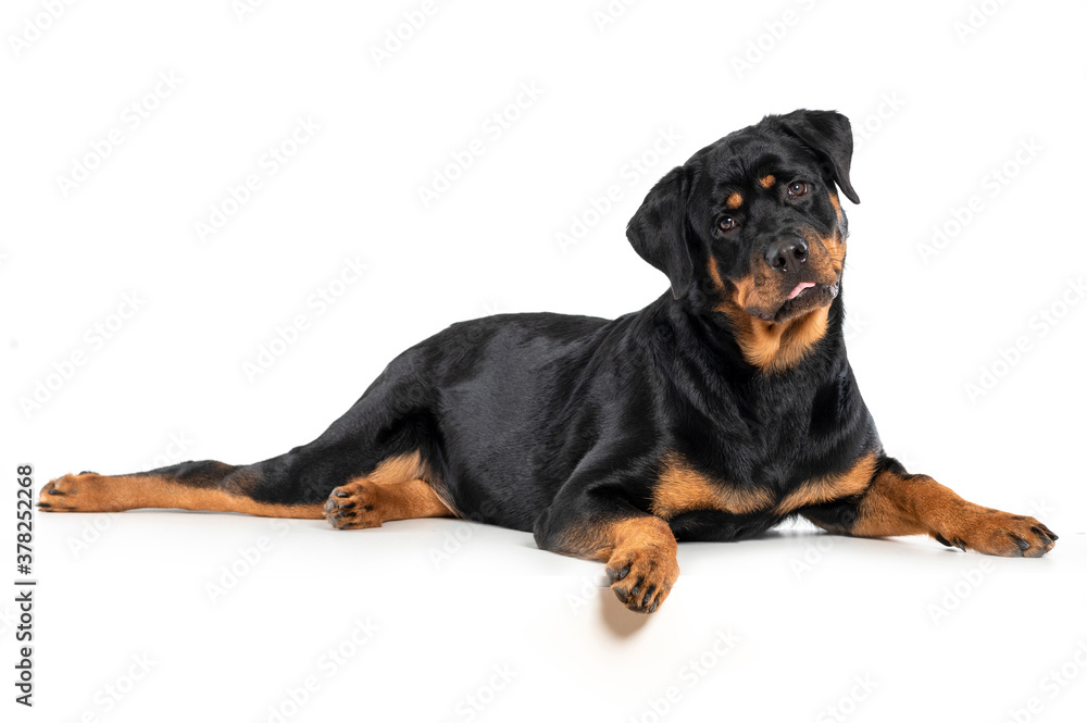Fototapeta premium dog rottweiler lying down with funny face on white background