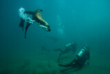 Scuba Divers and Southern Sea Lions, Patagonia
