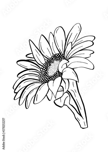 Doodle black line sunflower with stalk and leaf. A white silhouette use for cut file, clipart. Digital or printable sticker. Vector illustration for decorate logo, tattoo, card or any design.