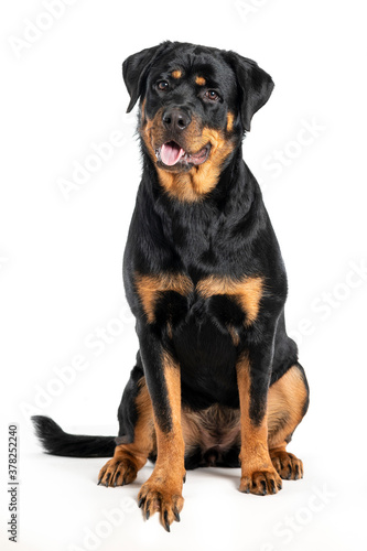 black dog rottweiler sitting on white background