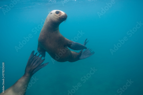 Southern Sea Lions, Patagonia © Paul