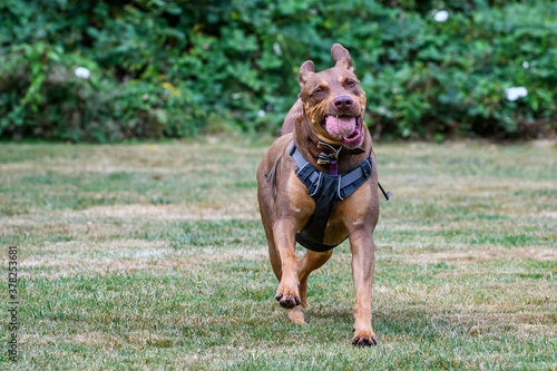Brown rescue dog running in a park with a tennis ball, black harness, and leather collar with dog tags 
