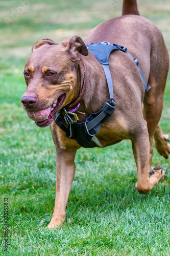 Brown rescue dog running in a park with a tennis ball, black harness, and leather collar with dog tags 