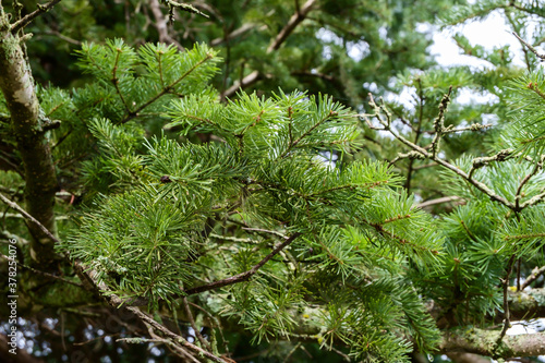 Thick spruce branches in the natural environment.