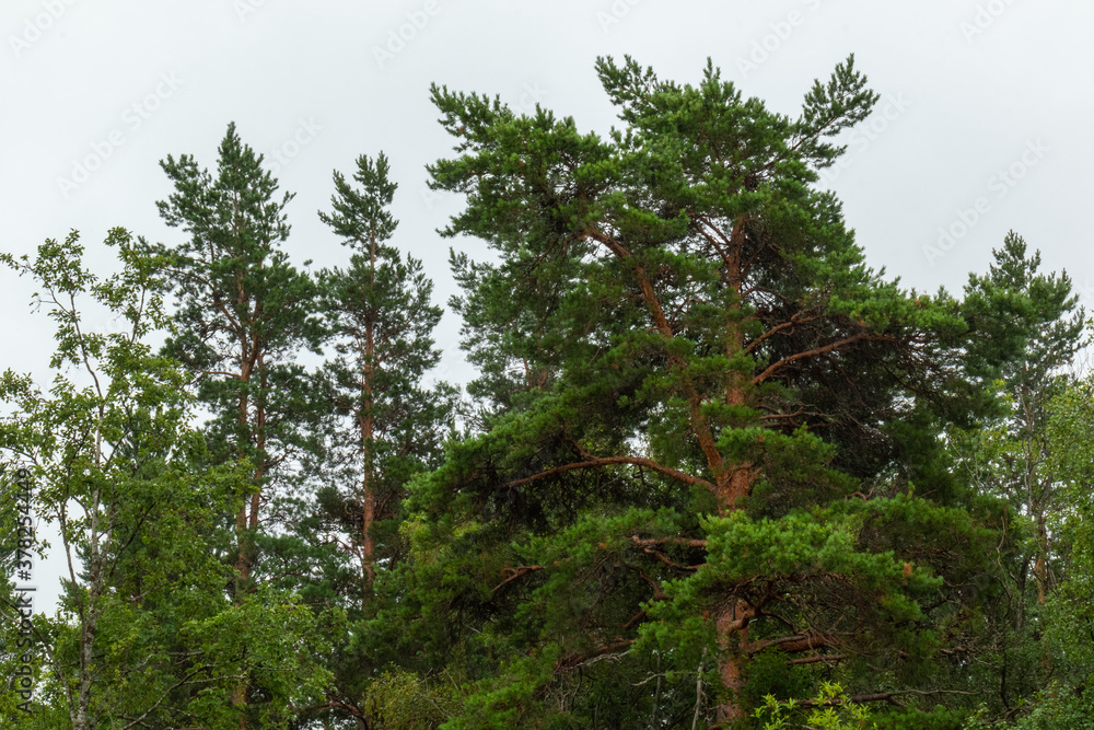 Fototapeta premium bare green trees in the forest against the sky