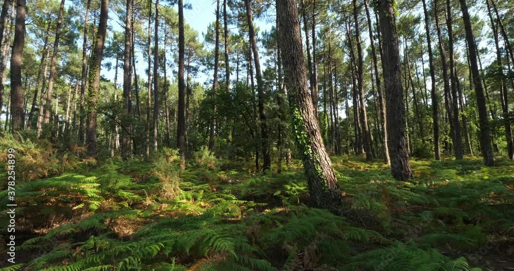 The Landes forest, Nouvelle Aquitaine, France. The Landes forest is the largest man-made woodland in Western Europe The Landes forest, Nouvelle Aquitaine, France. The Landes forest is the largest man-made woodland in Western Europe