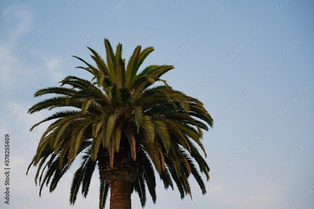 Fototapeta premium Palm in the afternoon light 