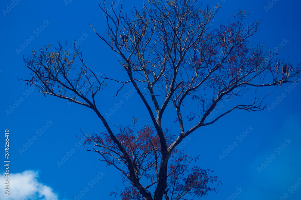 trees with dry branches on a blue sky