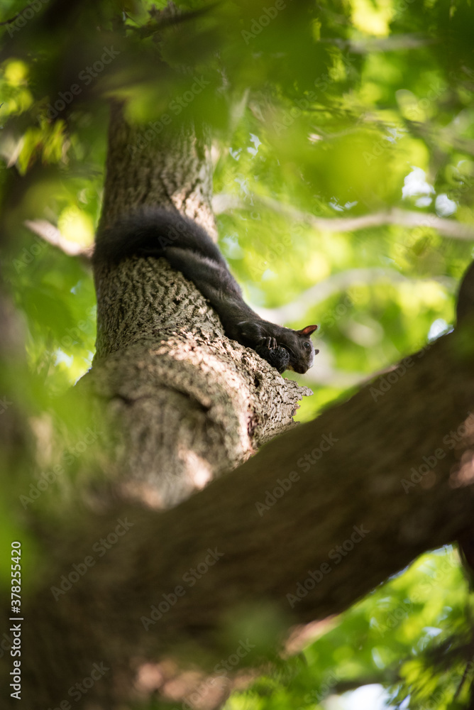 Squirrel eating in a tree in the woods