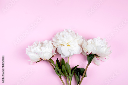 White peony flower on pastel pink background. Easter  Birthday  Mother s day