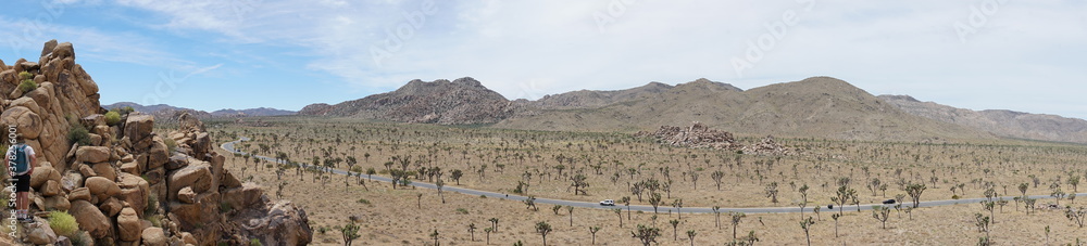 Joshua tree panorama 