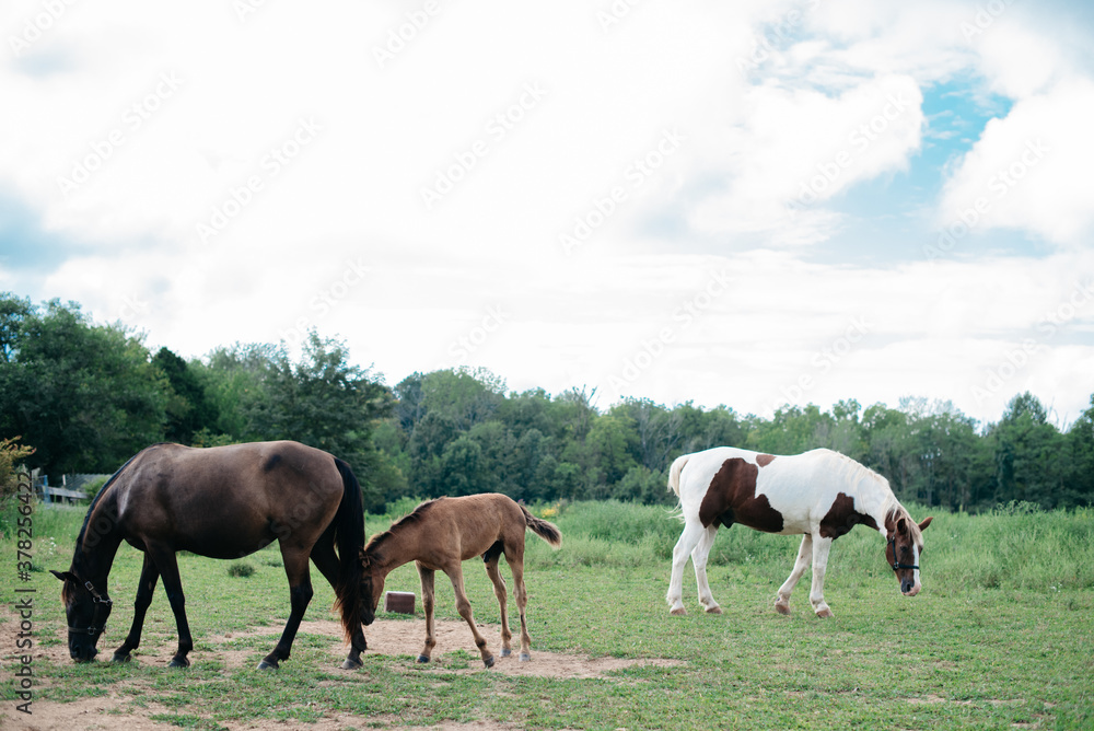 Obraz premium Horses grazing in a field