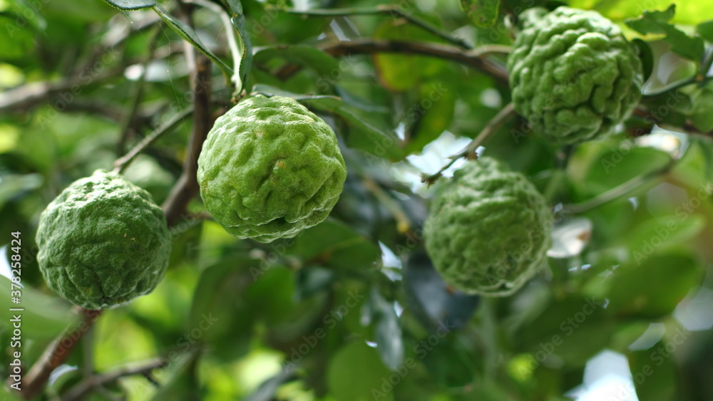 Fresh Citrus hystrix on the tree with leaves and branches Can be used for Thai food cooking Fresh Citrus hystrix on the tree with leaves and branches Can be used for Thai food cooking