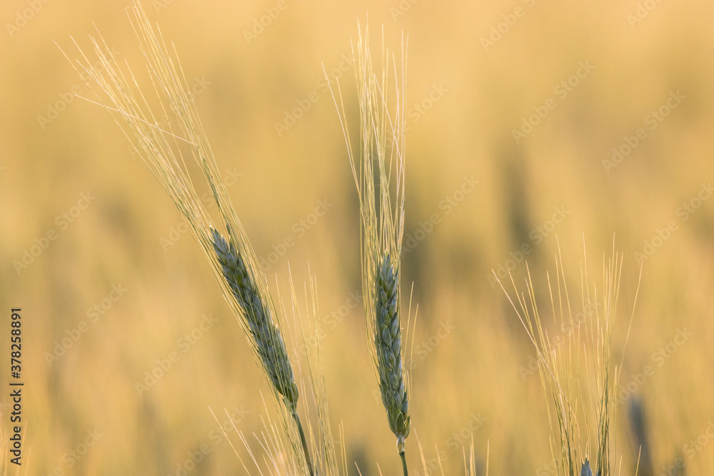 Fine looking Wheat ears in golden sunlight Fine looking Wheat ears in golden sunlight