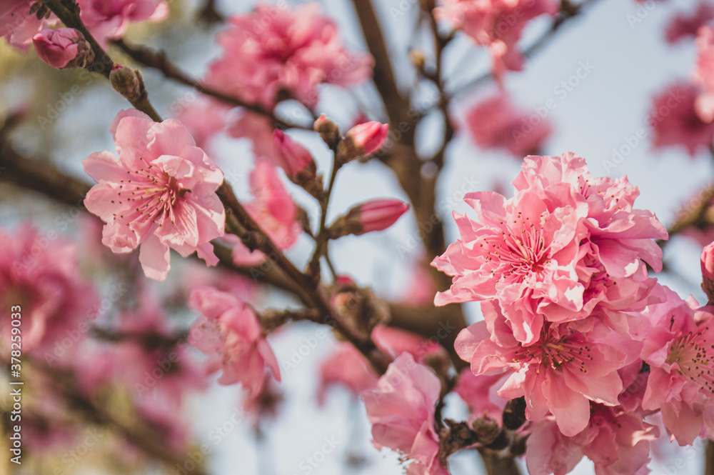 Garden peach tree with pink flowers