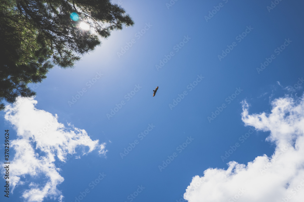 bird in the sky, flying in blue sky