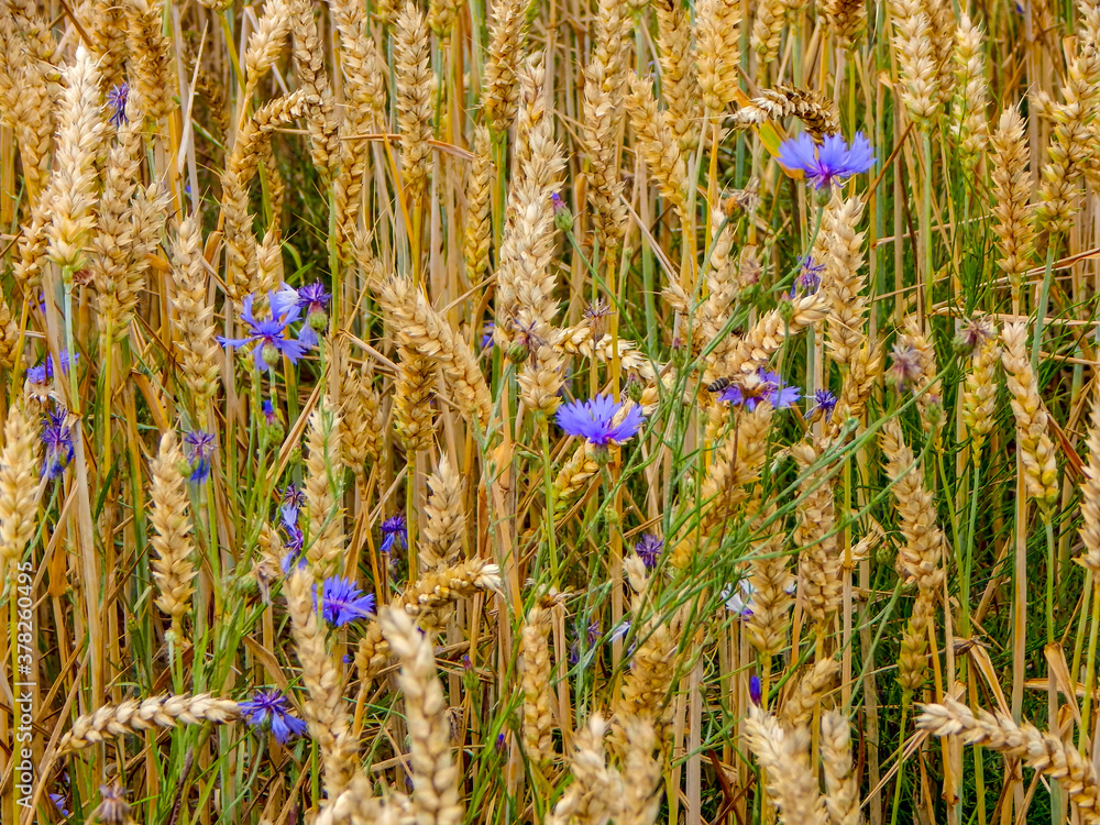 Obraz field of wheat