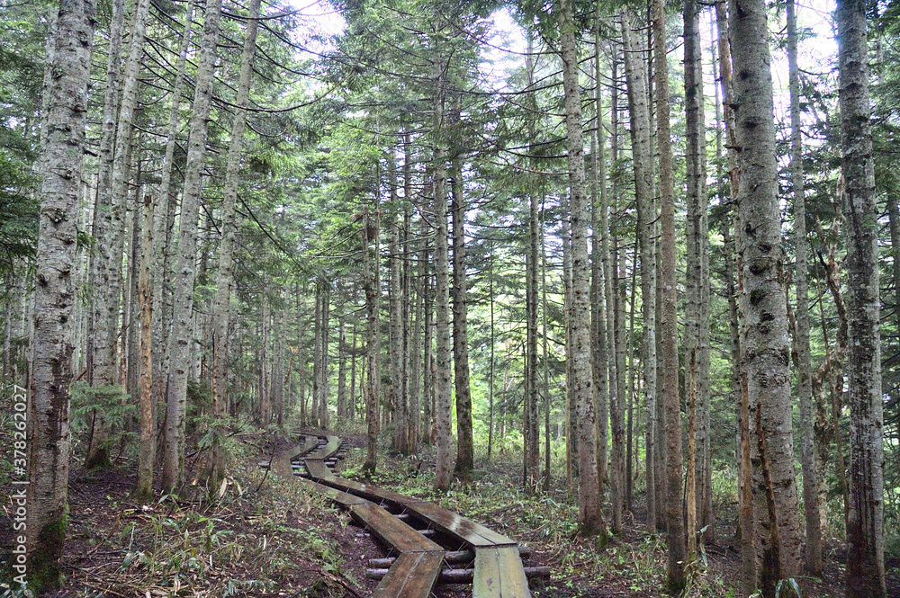 初夏の森の中での木の道