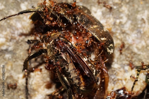 .......甲虫の死骸を食べる蟻の群れ