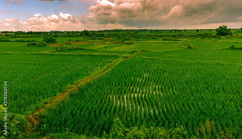 Agricultural Field on monsoon season.