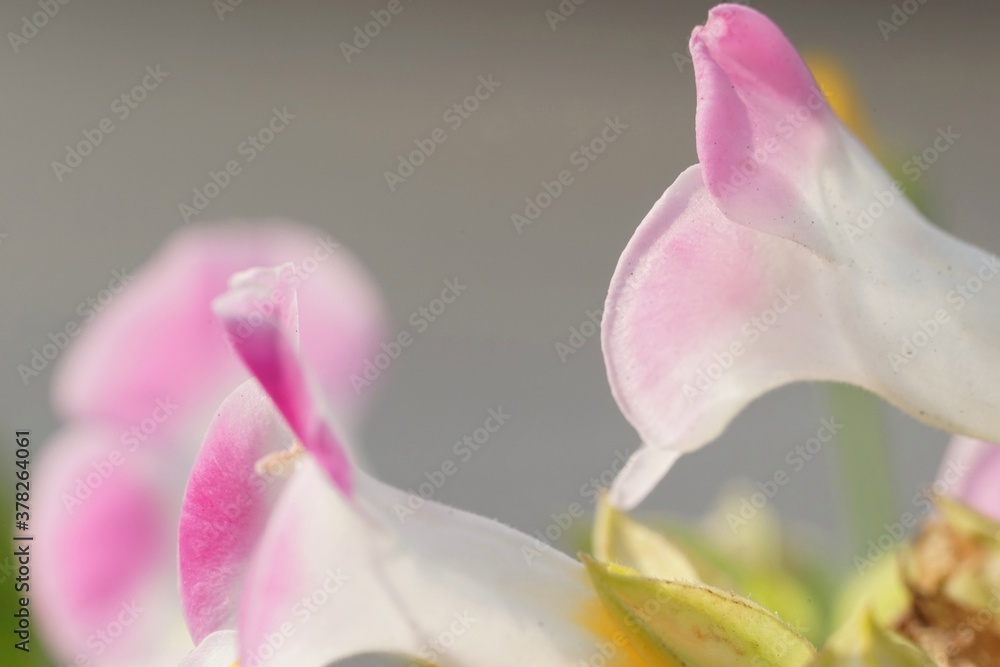 Fototapeta premium .......明るいモノトーンの背景に浮かびあがるふんんわりとした雰囲気の淡い桃色の花