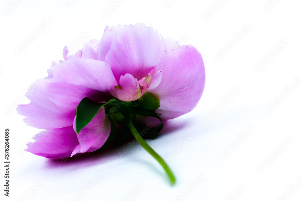 Fototapeta premium Beautiful pink peony flower isolated on white background. Lush peony