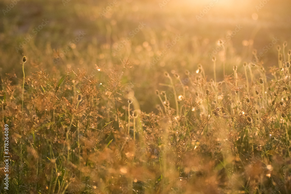 grass in the morning with bokeh