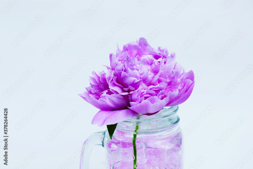Beautiful pink peony flower isolated on white background. Lush peony Beautiful pink peony flower isolated on white background. Lush peony