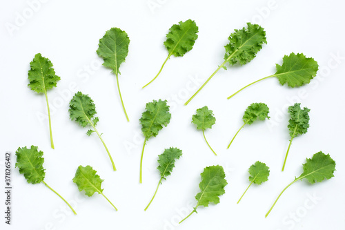 Kale leaves on white background.