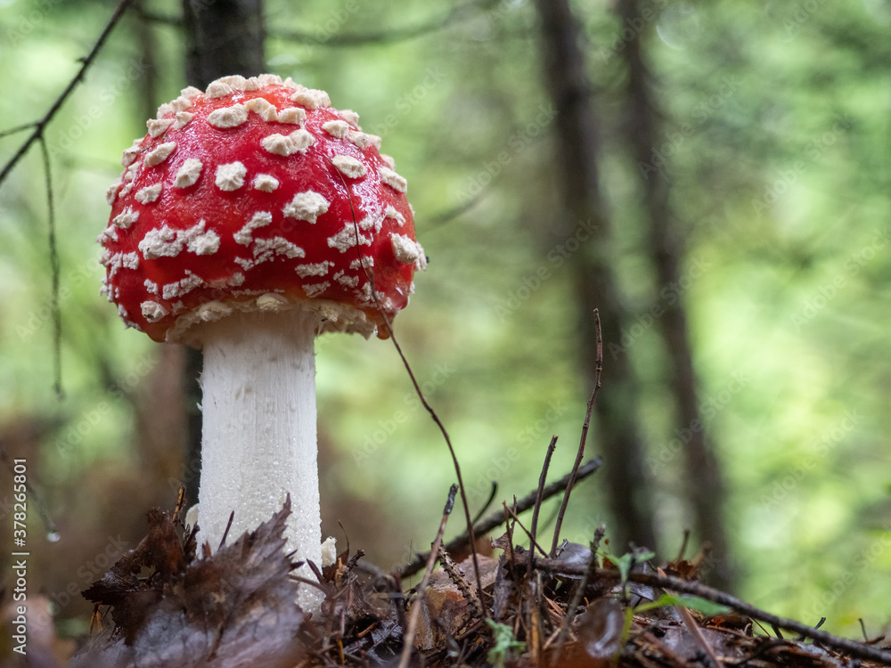 Poisonous amanita mushroom with a red hat with white dots in the forest Poisonous amanita mushroom with a red hat with white dots in the forest