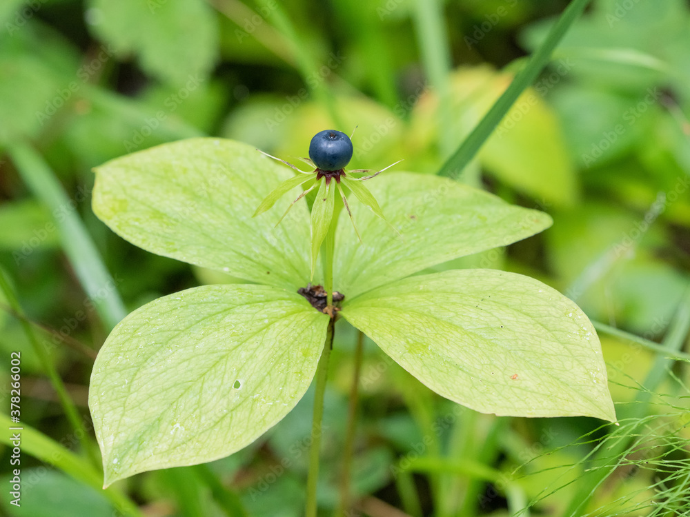 Poisonous plant raven eye with large green leaves and one black berry Poisonous plant raven eye with large green leaves and one black berry