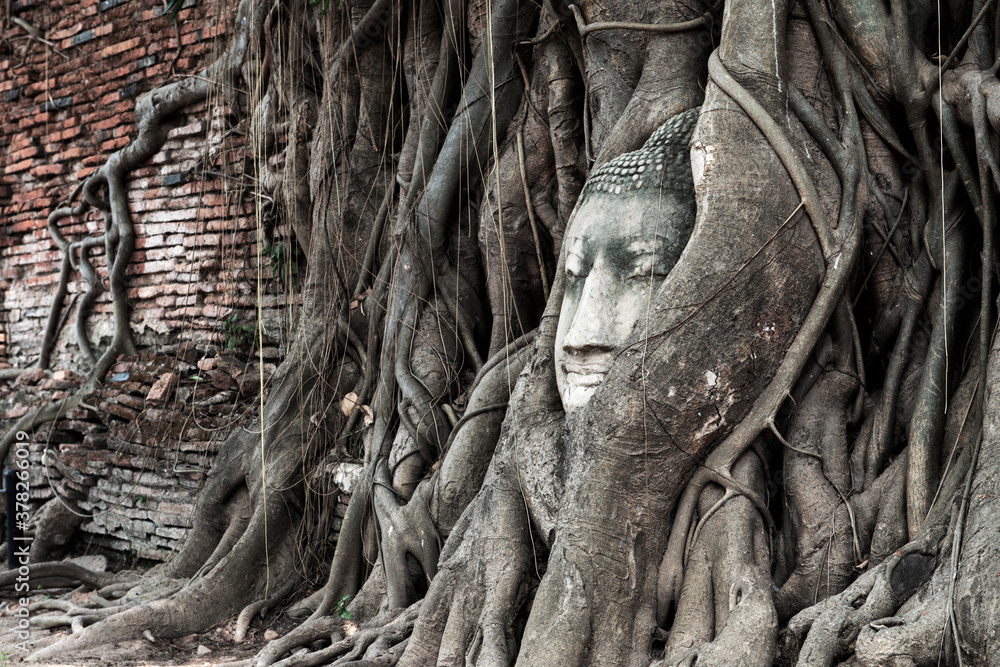 Head of Sandstone Buddha statue in The Tree Roots at Mahathat temple, Ayutthaya province, Thailand. Unseen Thailand / Historic City of Ayutthaya Head of Sandstone Buddha statue in The Tree Roots at Mahathat temple, Ayutthaya province, Thailand. Unseen Thailand / Historic City of Ayutthaya