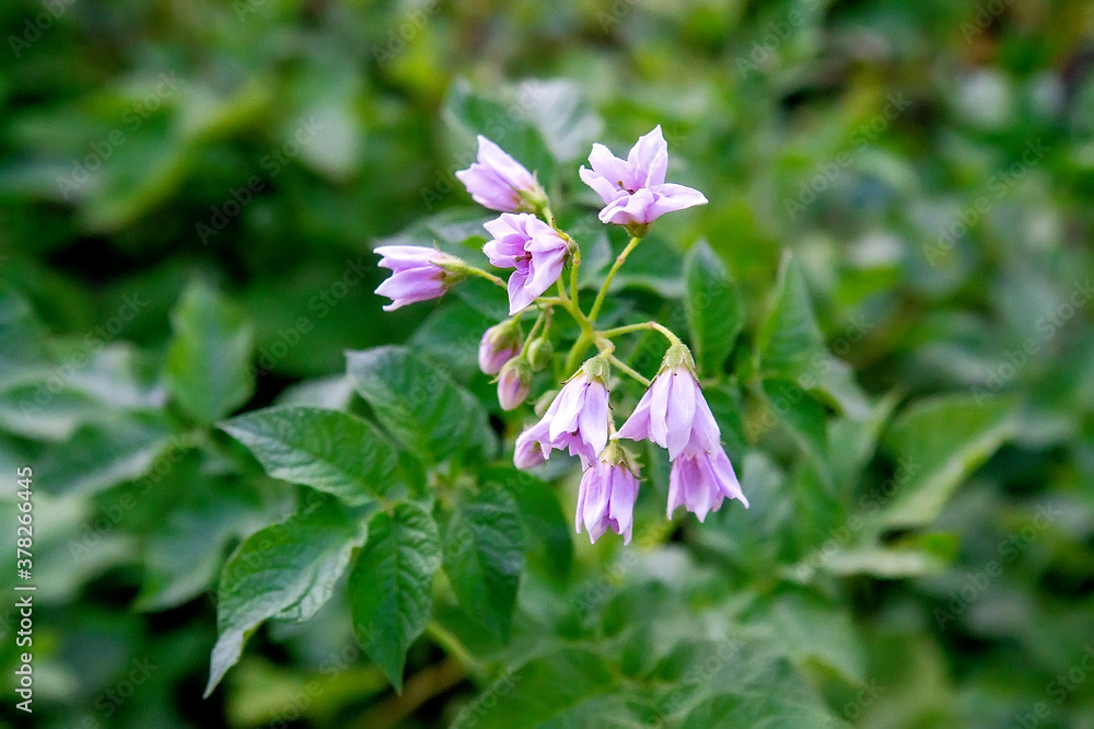 flower of potato plant flower of potato plant