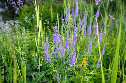 Purple flowers on wild meadow