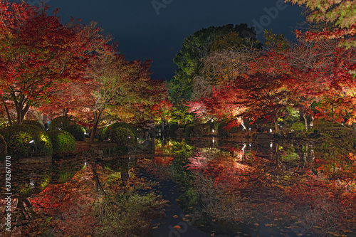 京都 東寺の紅葉ライトアップ