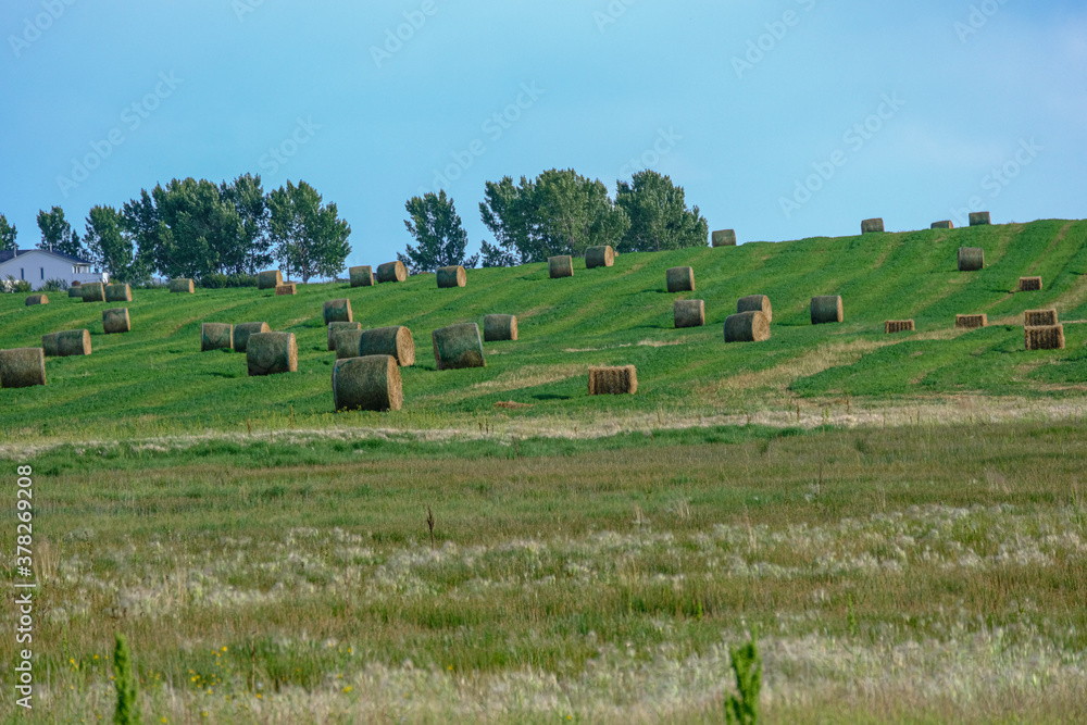 Bales of Hay on a farm field in Alberta After Harvest