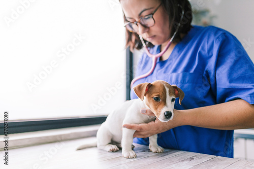 Fototapeta Naklejka Na Ścianę i Meble -  Veterinary listening to a jack russell terrier puppy