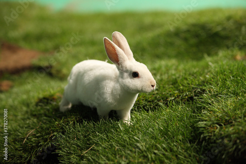 Calm and sweet little white rabbit sitting on green grass, cute bunny.