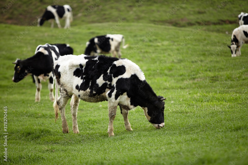A curious dairy cow stands in her pasture/Dairy Cow/A curious dairy cow A curious dairy cow stands in her pasture/Dairy Cow/A curious dairy cow