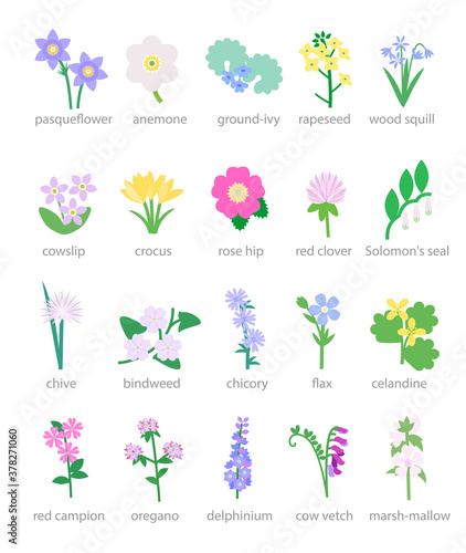 Wildflowers and garden flowers vector illustration