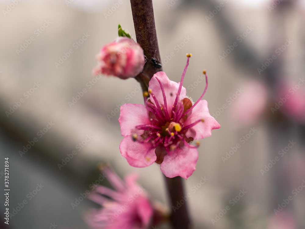 Obraz premium Closeup of pink blossom