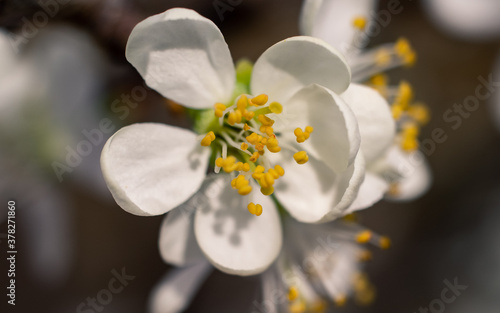 White blossom closeup