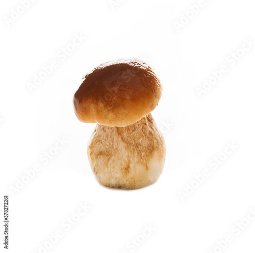 White forest mushroom isolated on a white background, close-up
