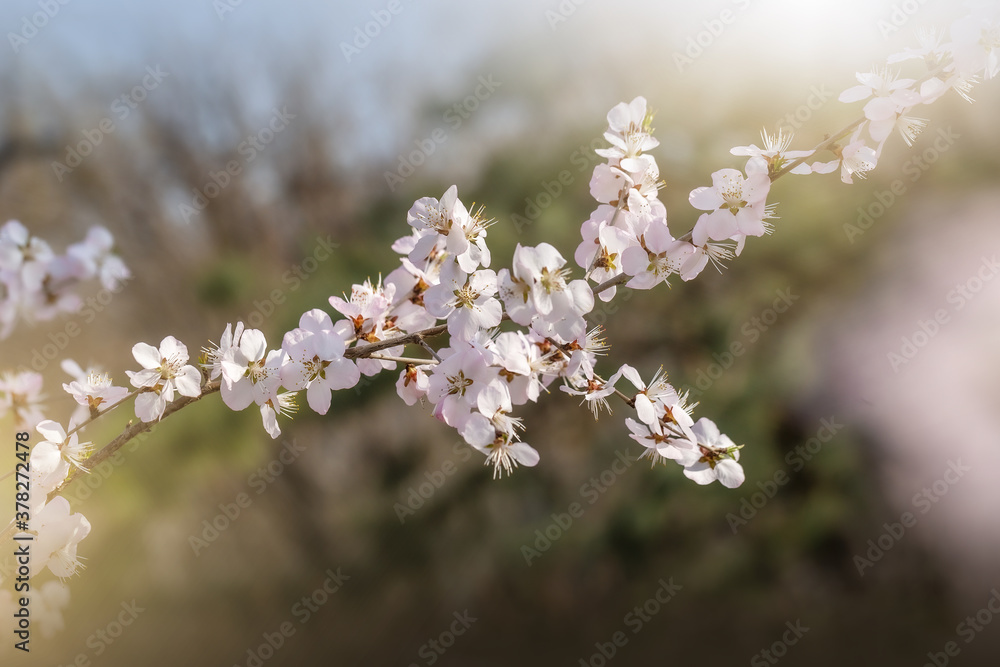 white flowers on the tree white flowers on the tree