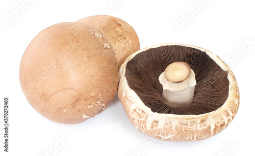 Three portobello mushrooms, isolated on white background. photo