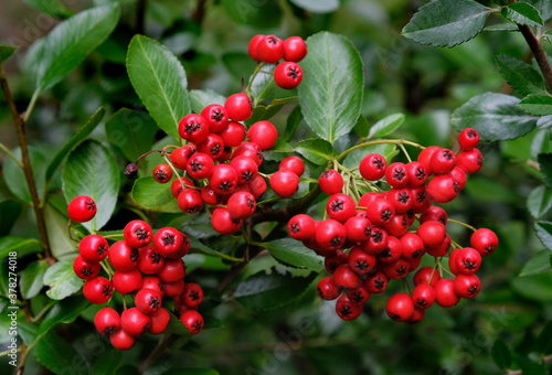 Red chokeberry berries