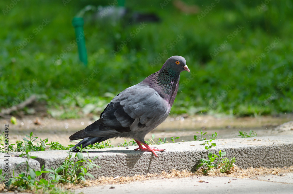 Pigeon stands on the curb next to the asphalt in the sunlight, green grass blurred in the background, close-up
Pigeon stands on the curb next to the asphalt in the sunlight, green grass blurred in the background, close-up