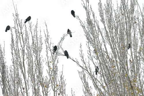 Black birds sit on tree branches in winter  tree branches are covered with snow