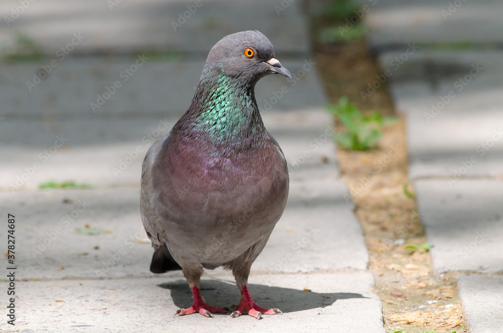 The dove stands on the asphalt in the sunlight and looks away, front view, close-up
The dove stands on the asphalt in the sunlight and looks away, front view, close-up